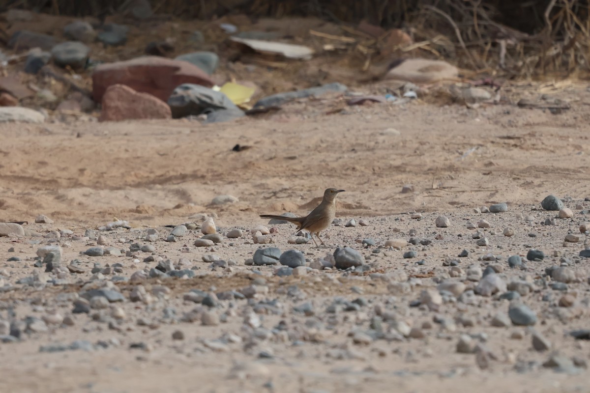 Bendire's Thrasher - ML627621412