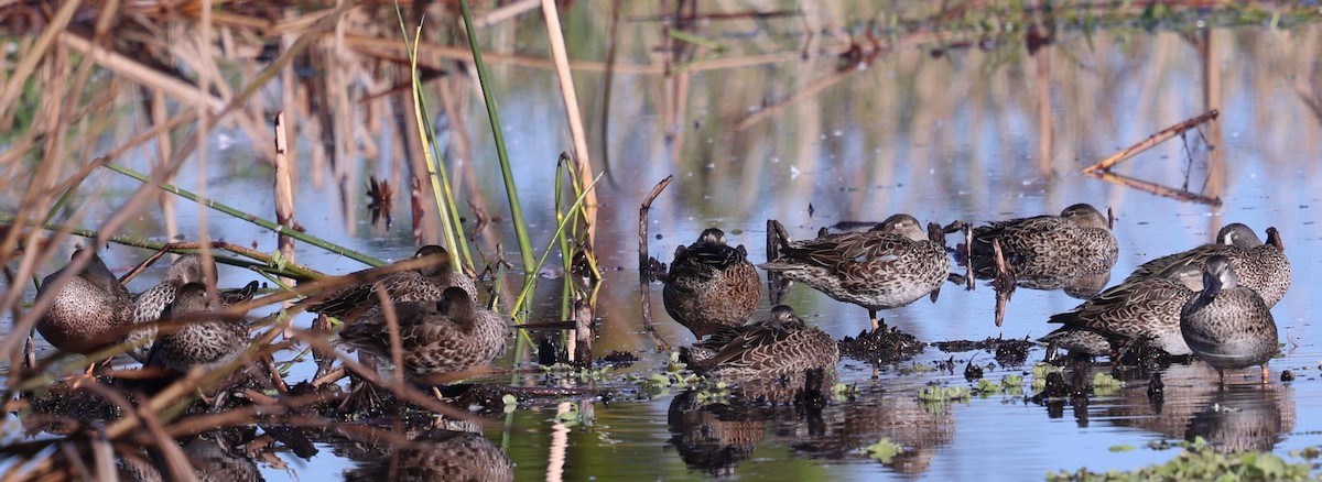 Blue-winged Teal - ML627621419