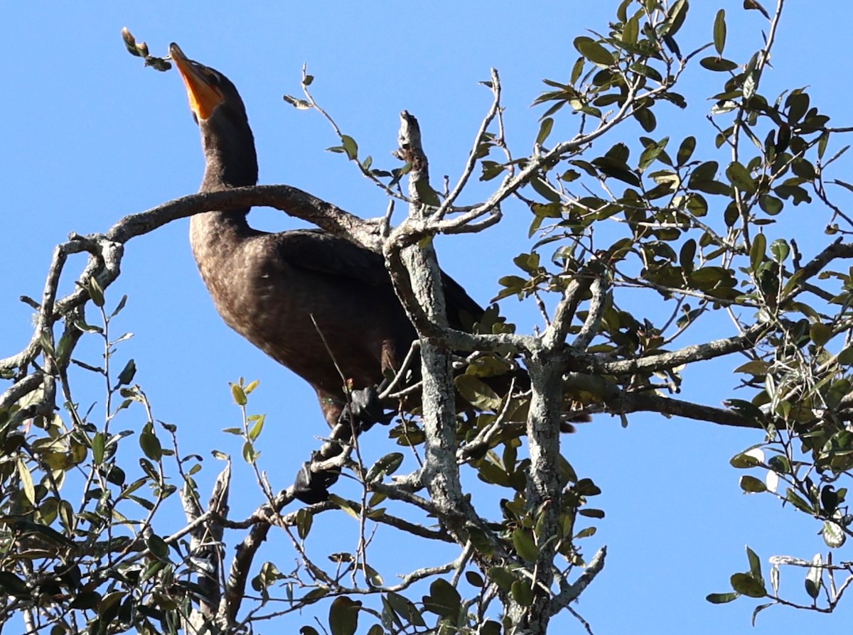 Double-crested Cormorant - ML627621436