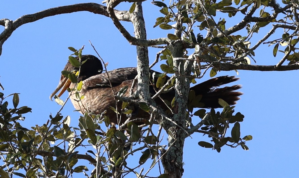 Double-crested Cormorant - ML627621437