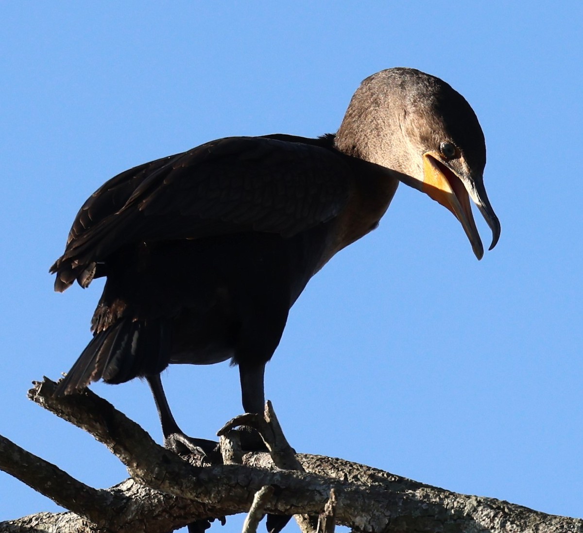 Double-crested Cormorant - ML627621438