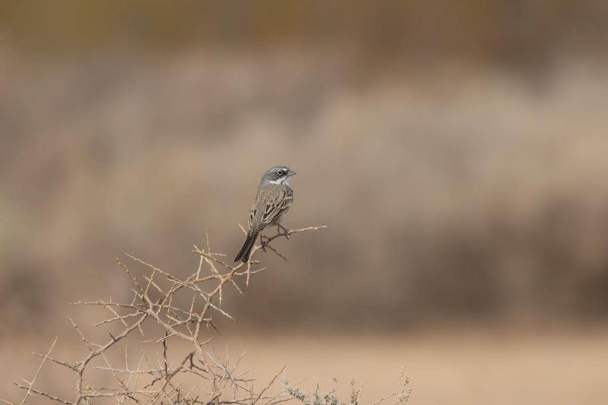 Sagebrush Sparrow - ML627621442