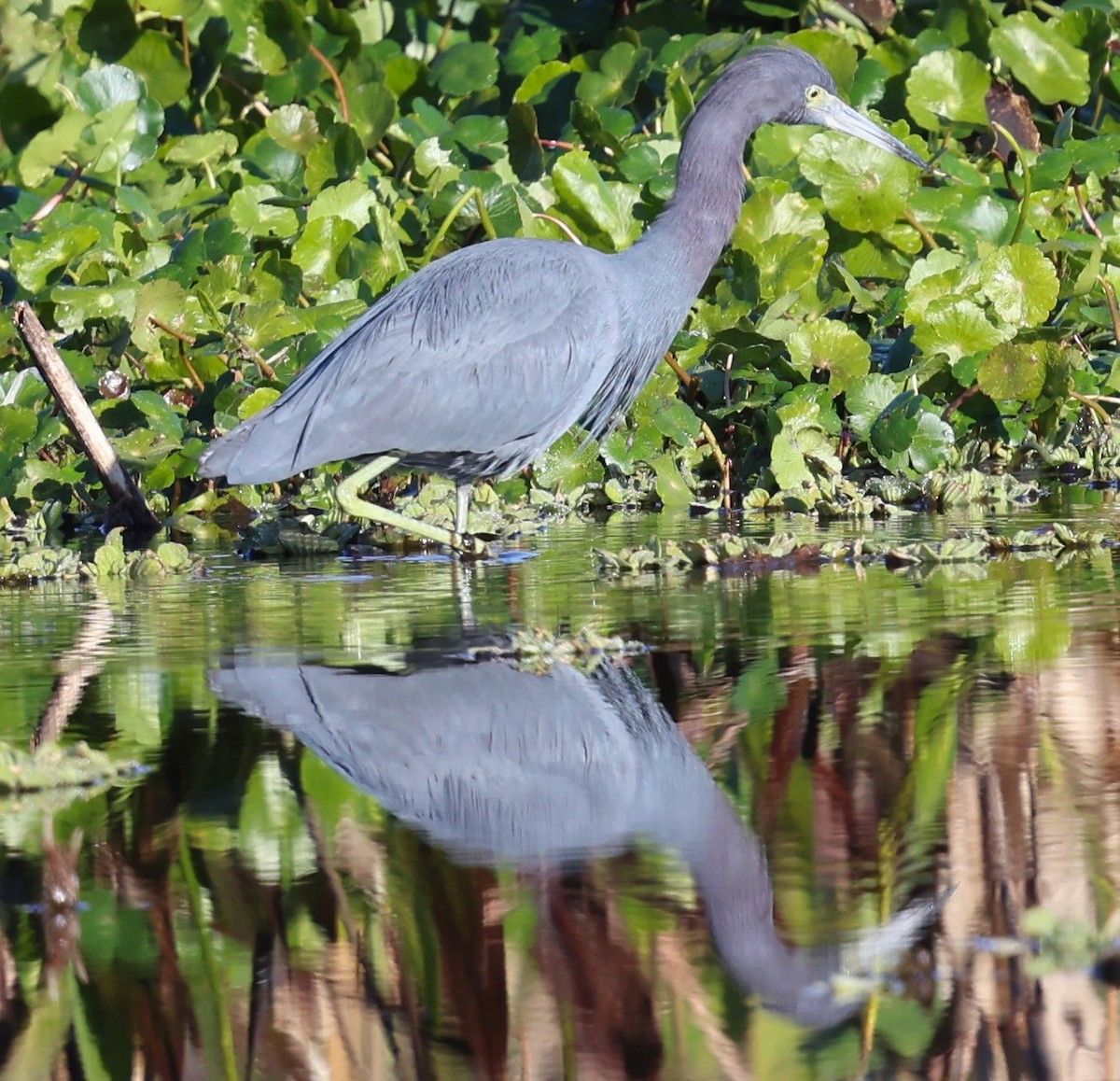 Little Blue Heron - ML627621448