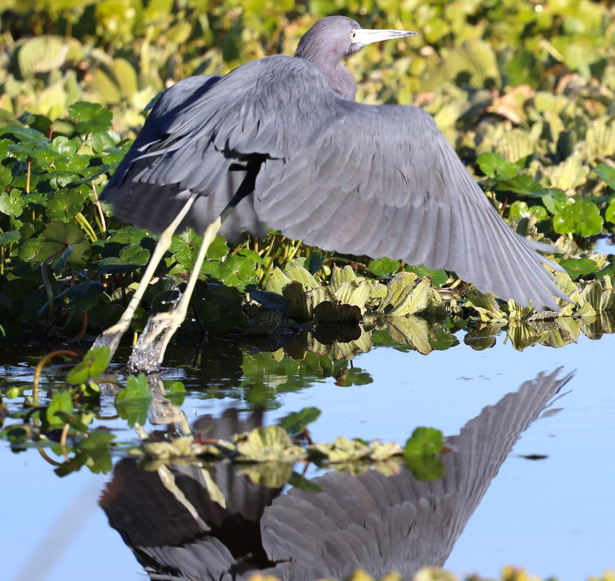 Little Blue Heron - ML627621449