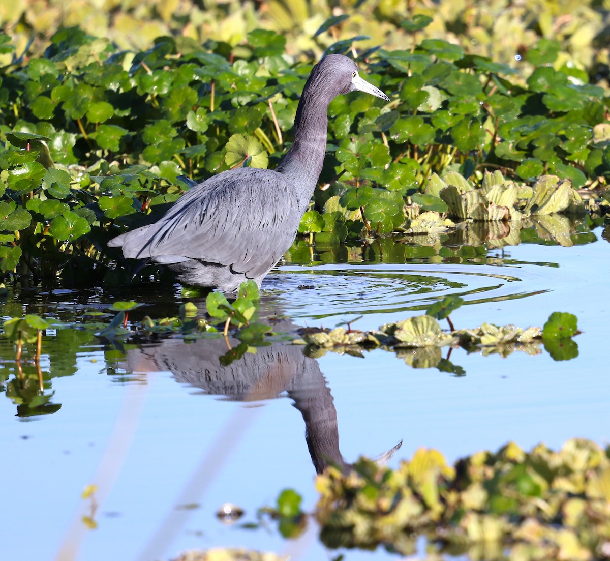 Little Blue Heron - ML627621450