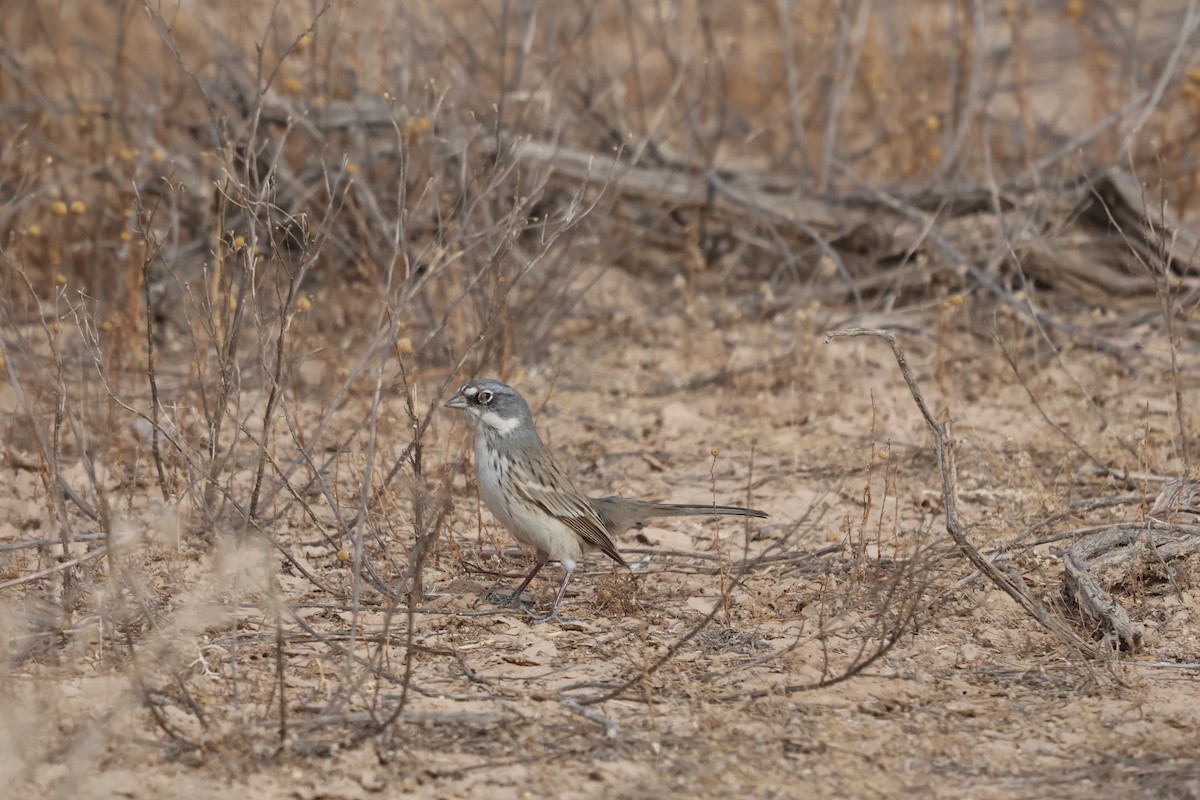 Sagebrush Sparrow - ML627621452