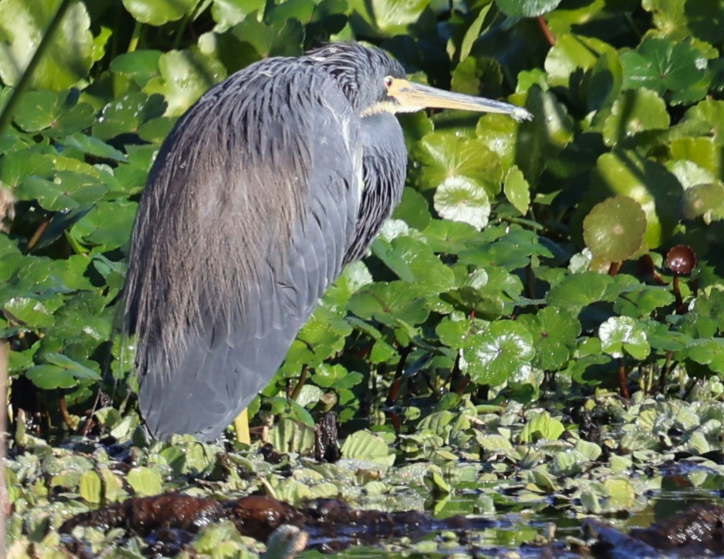 Tricolored Heron - ML627621461