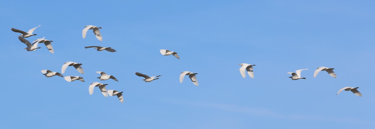 Western Cattle-Egret - ML627621475