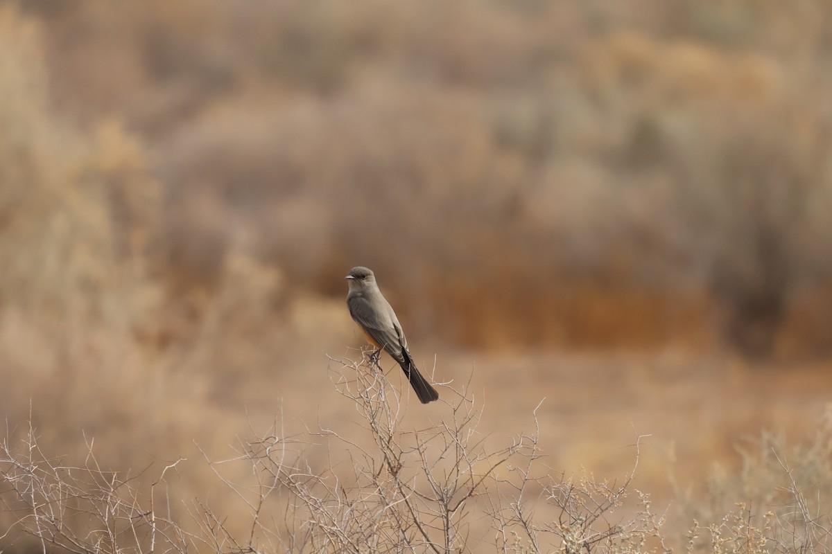 Say's Phoebe - ML627621476