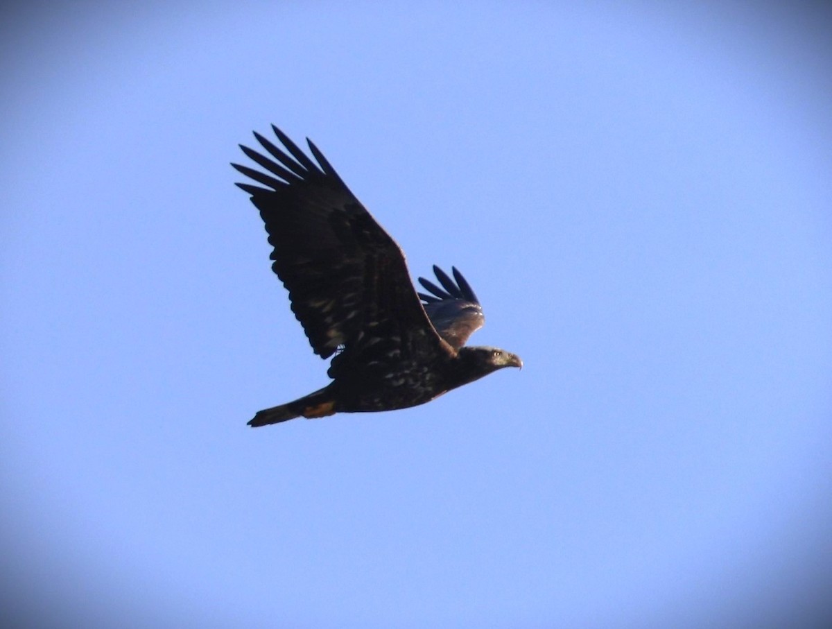 Bald Eagle - ML627621485