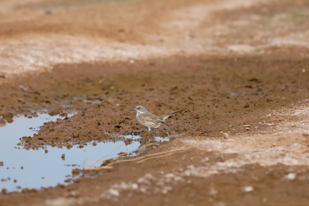 Sagebrush Sparrow - ML627621487