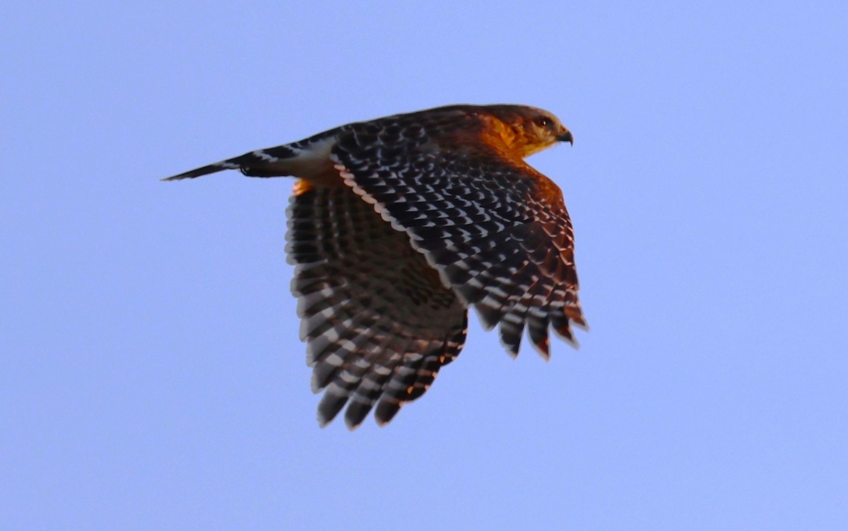 Red-shouldered Hawk - ML627621490