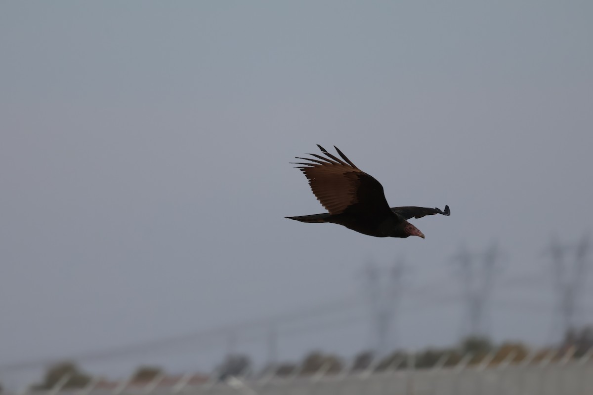 Turkey Vulture - ML627621501