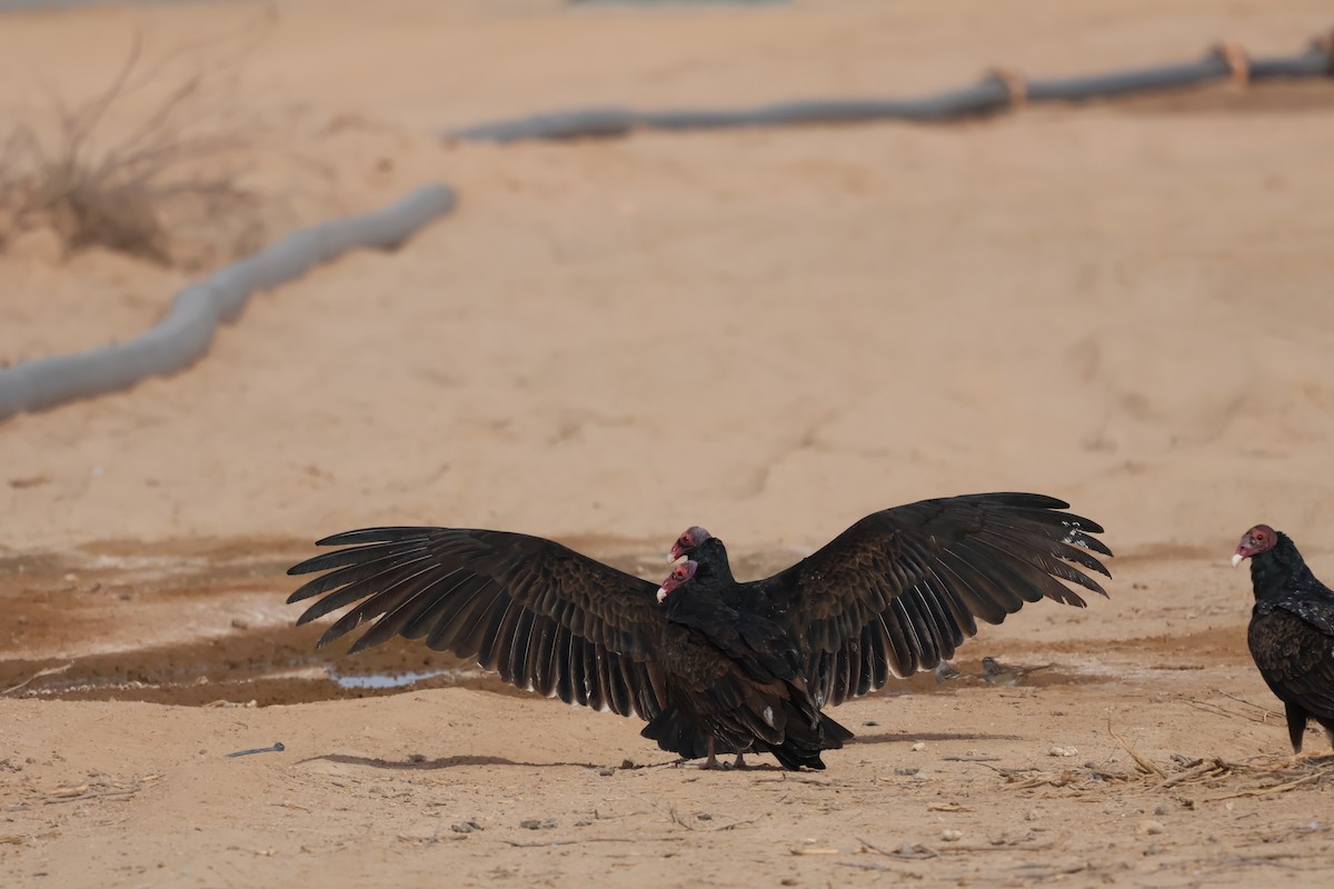 Turkey Vulture - ML627621505