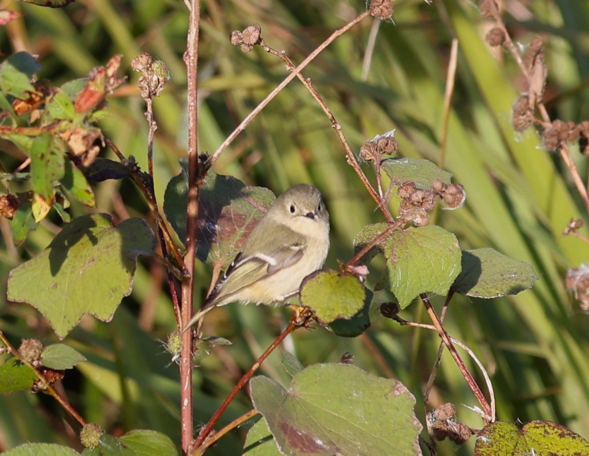 Ruby-crowned Kinglet - ML627621508