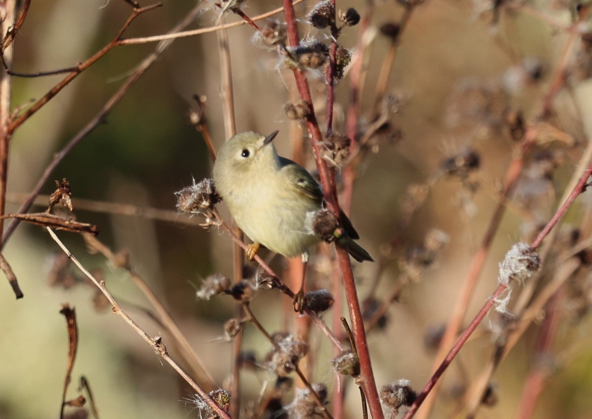 Ruby-crowned Kinglet - ML627621509