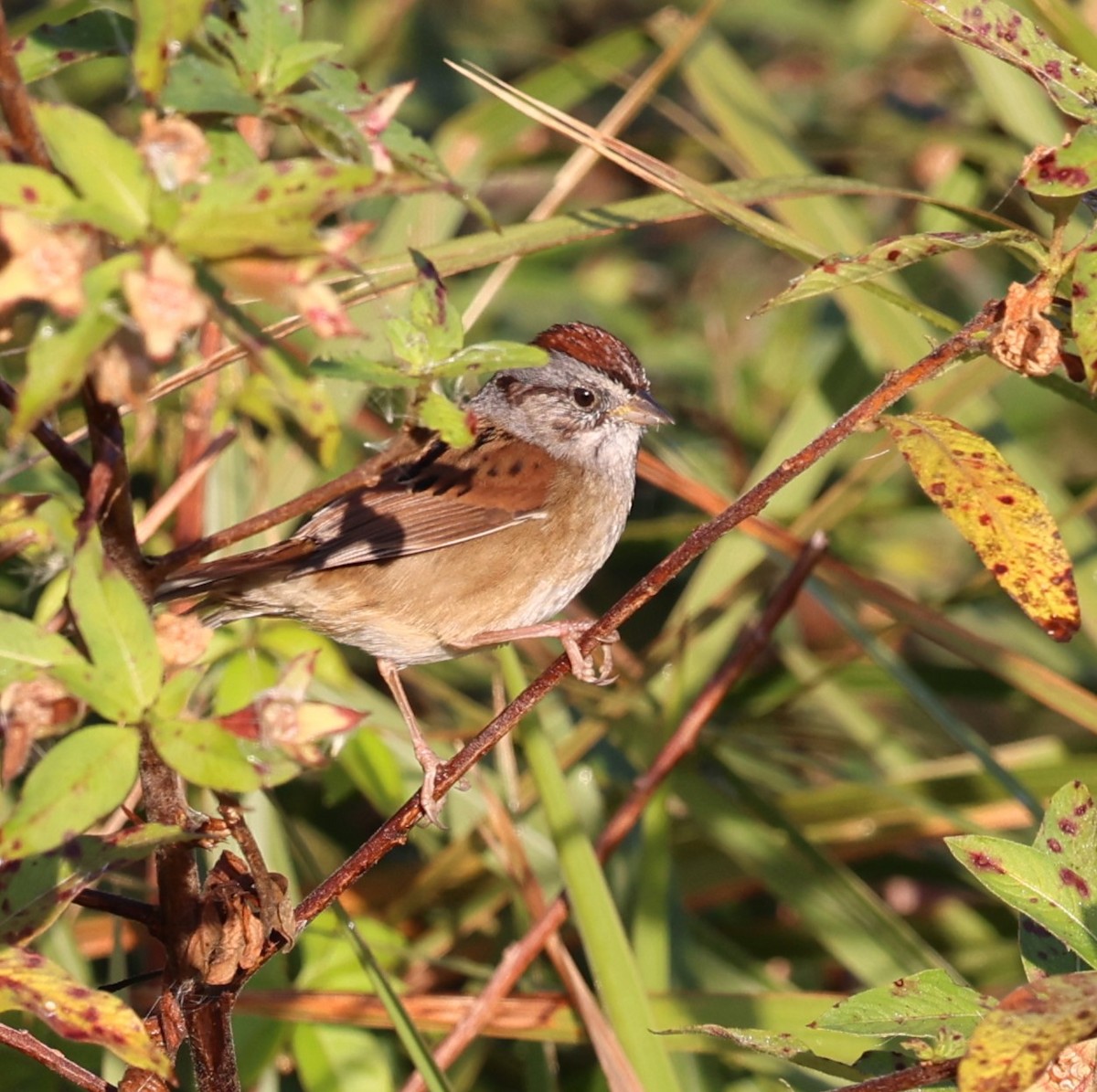 Swamp Sparrow - ML627621523