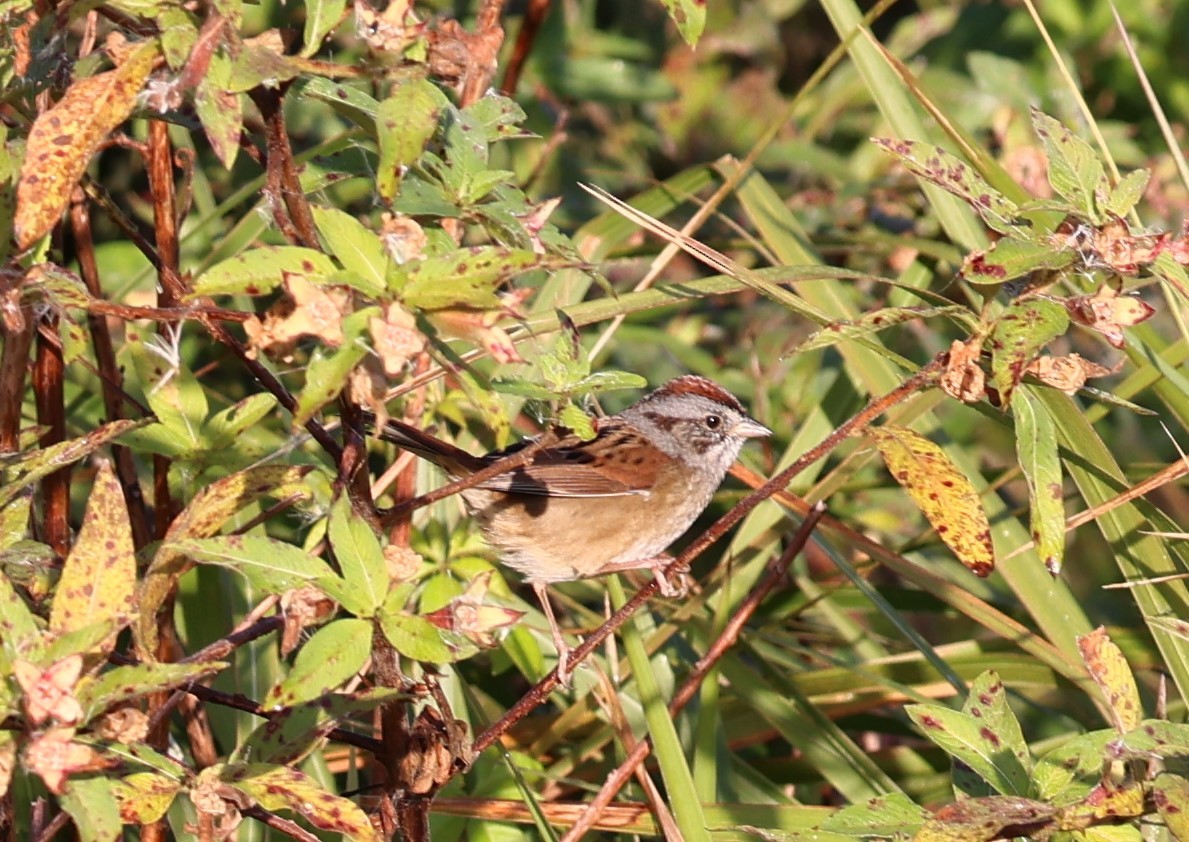 Swamp Sparrow - ML627621524