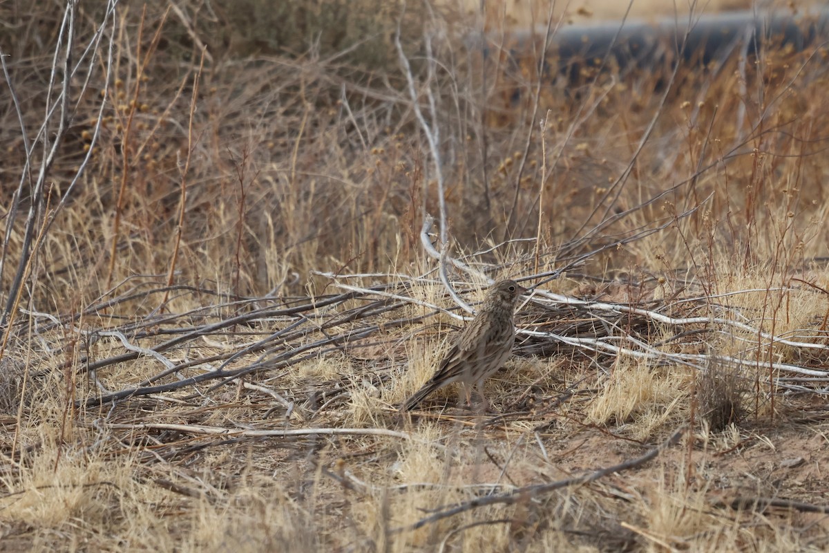 Vesper Sparrow - ML627621535