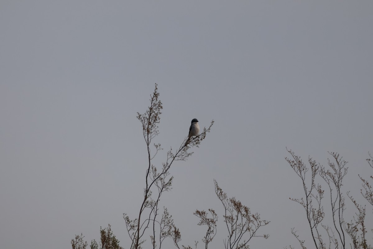 Loggerhead Shrike - ML627621546