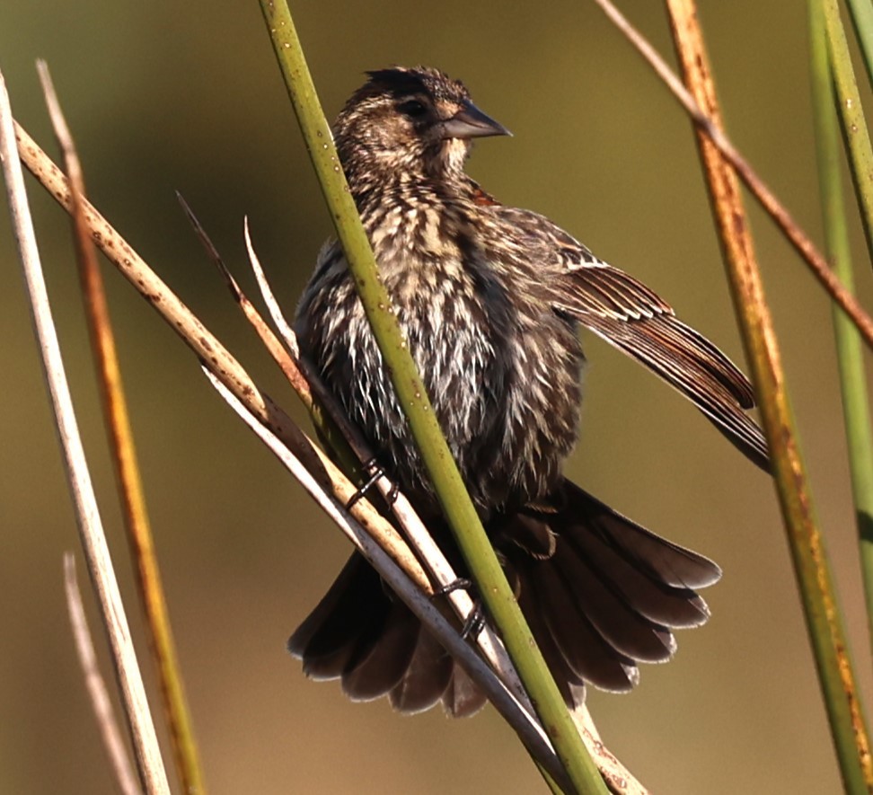 Red-winged Blackbird - ML627621550