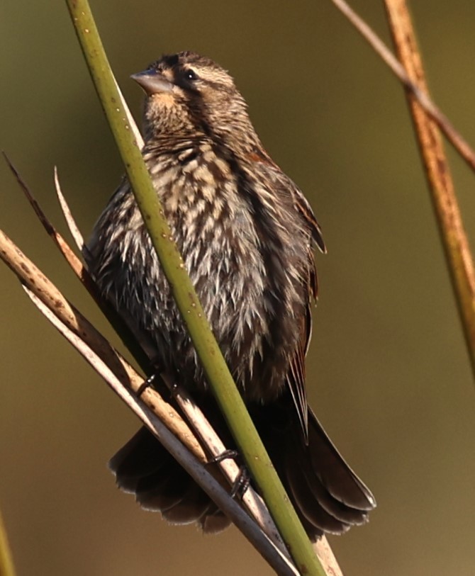 Red-winged Blackbird - ML627621551