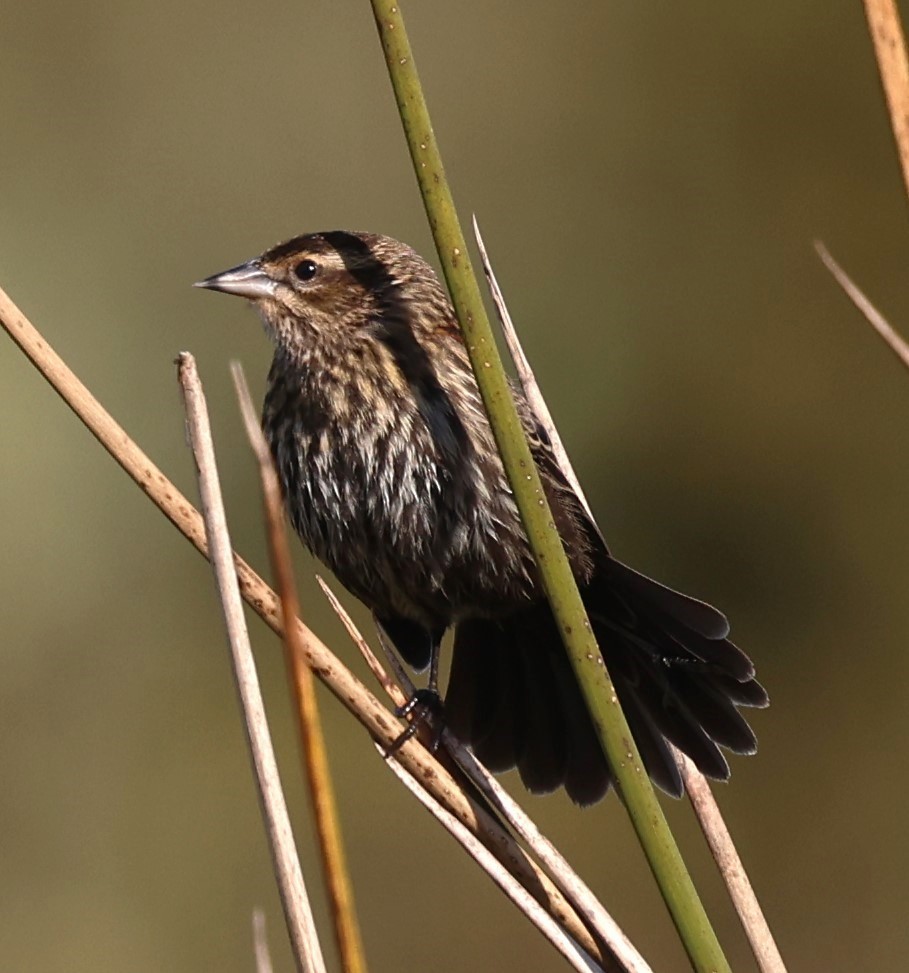 Red-winged Blackbird - ML627621552