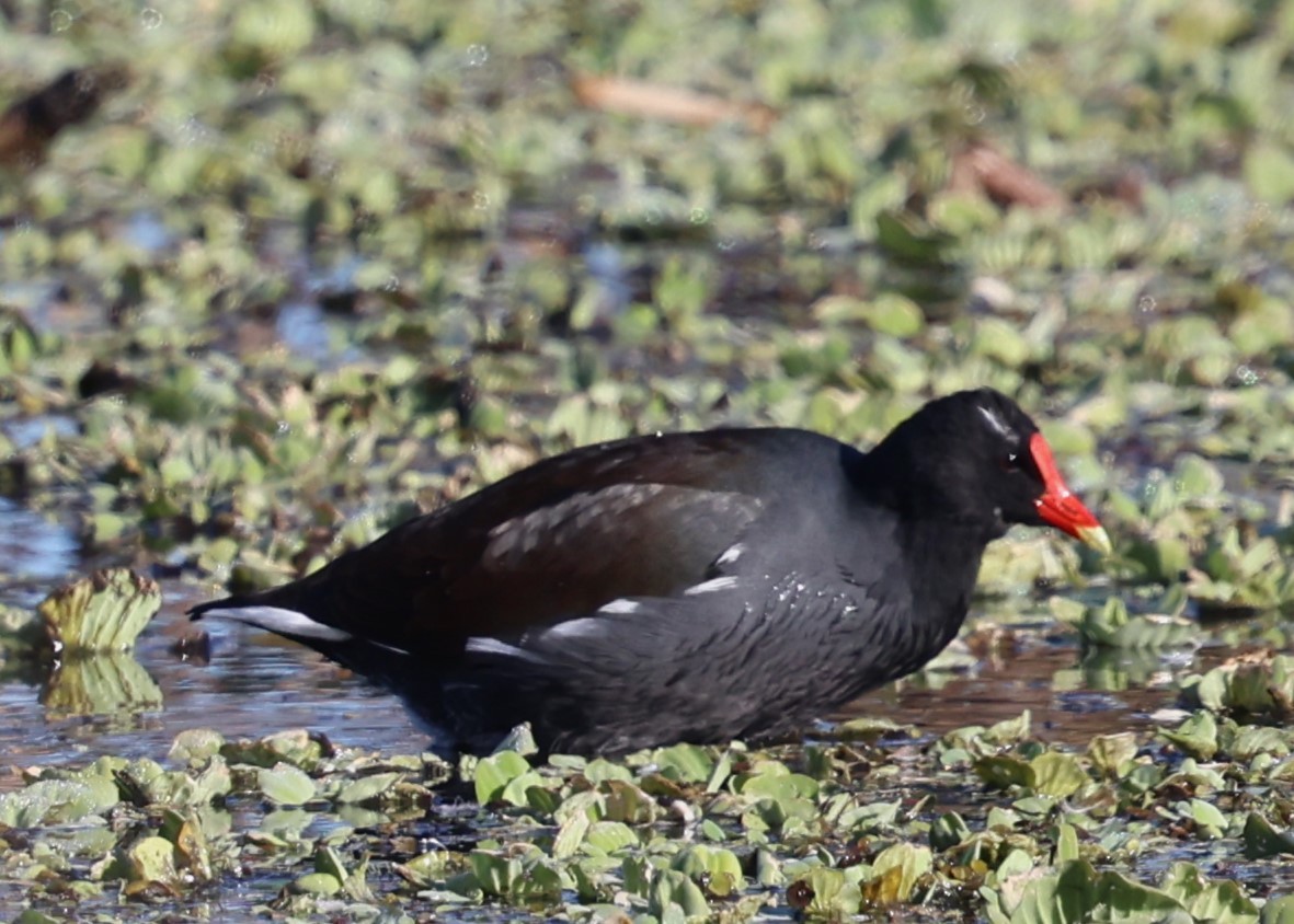 Common Gallinule - ML627621569