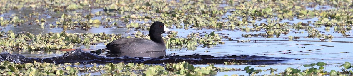 American Coot - ML627621572