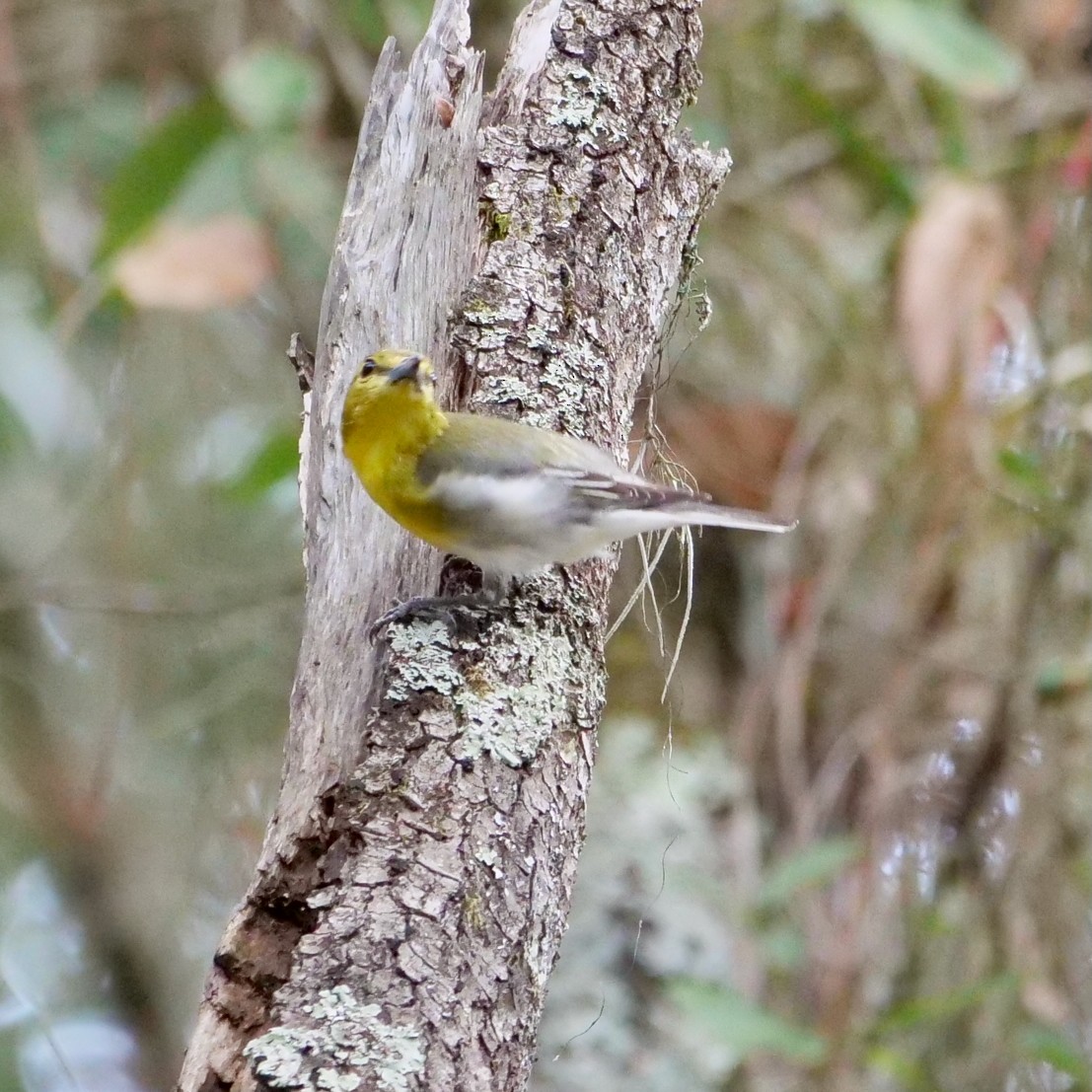 Yellow-throated Vireo - ML627621582