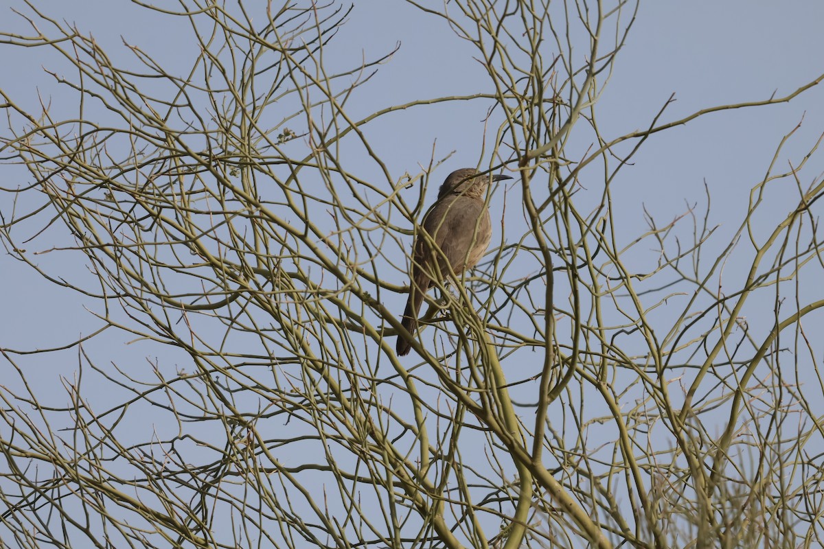 Bendire's Thrasher - ML627621584