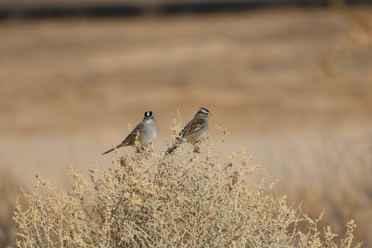 White-crowned Sparrow - ML627621623