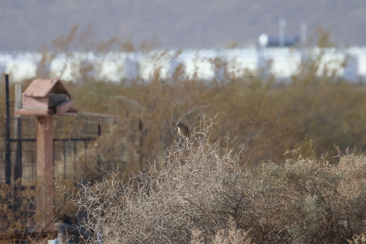 Bendire's Thrasher - ML627621658