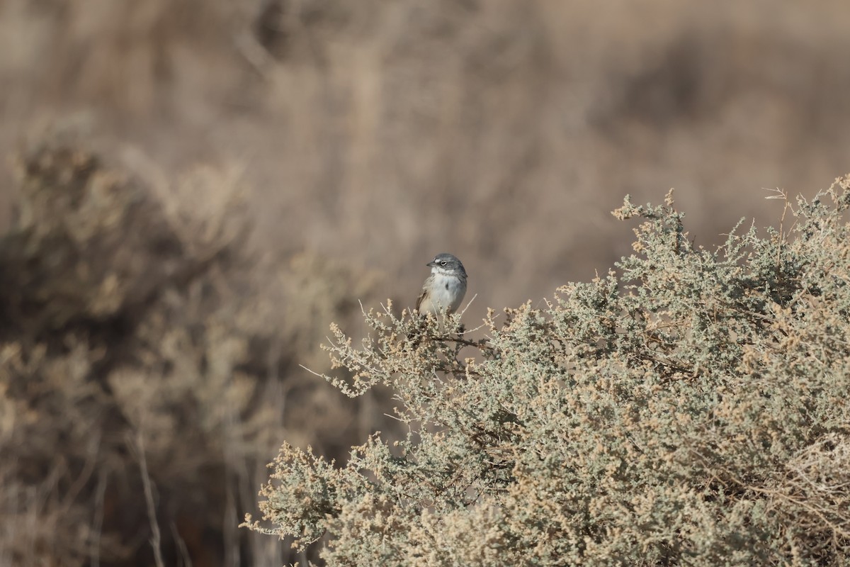 Sagebrush Sparrow - ML627621673