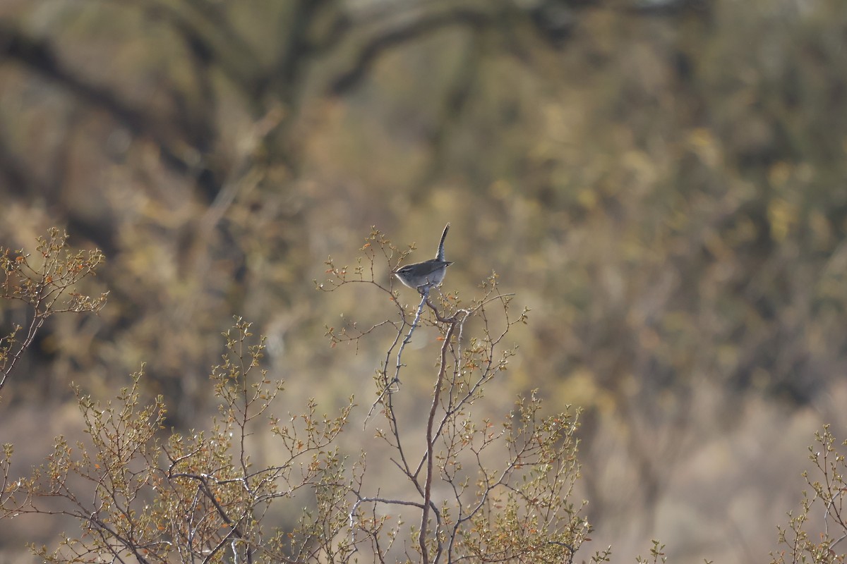 Bewick's Wren - ML627621691