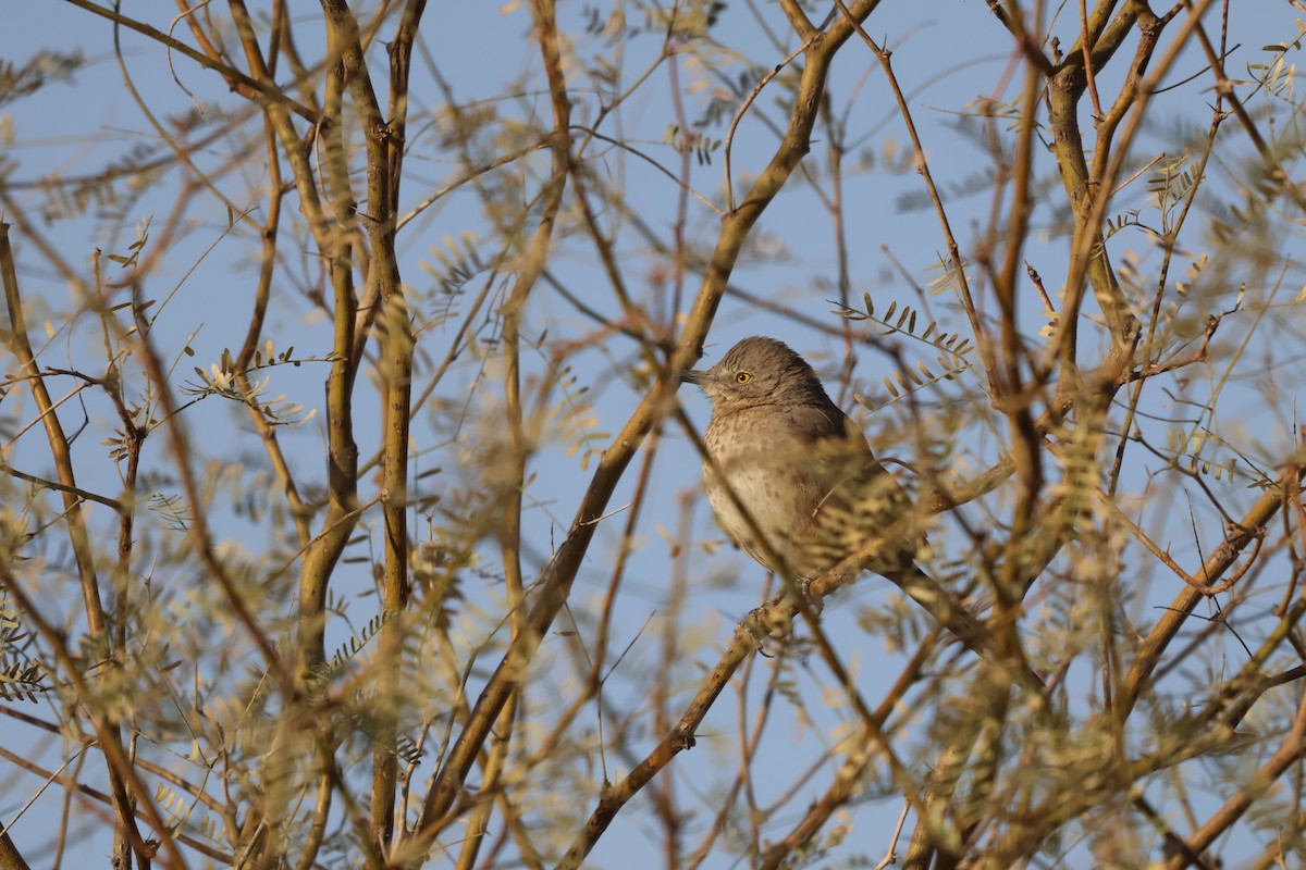 Bendire's Thrasher - ML627621706