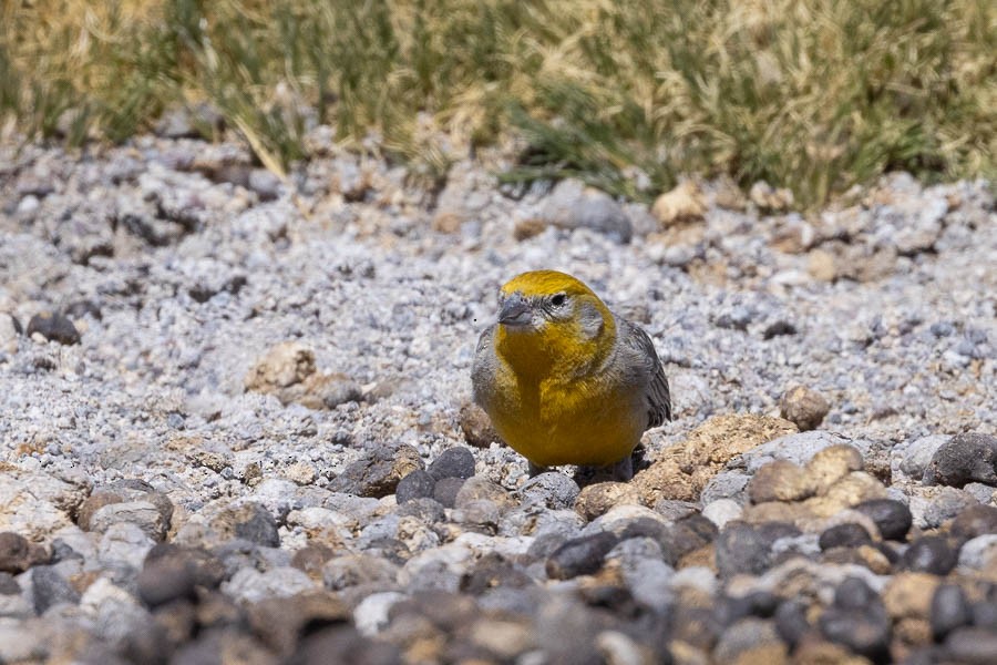 Bright-rumped Yellow-Finch - ML627621752