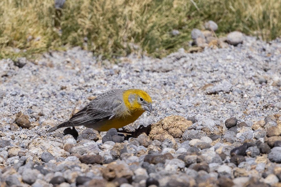 Bright-rumped Yellow-Finch - ML627621753