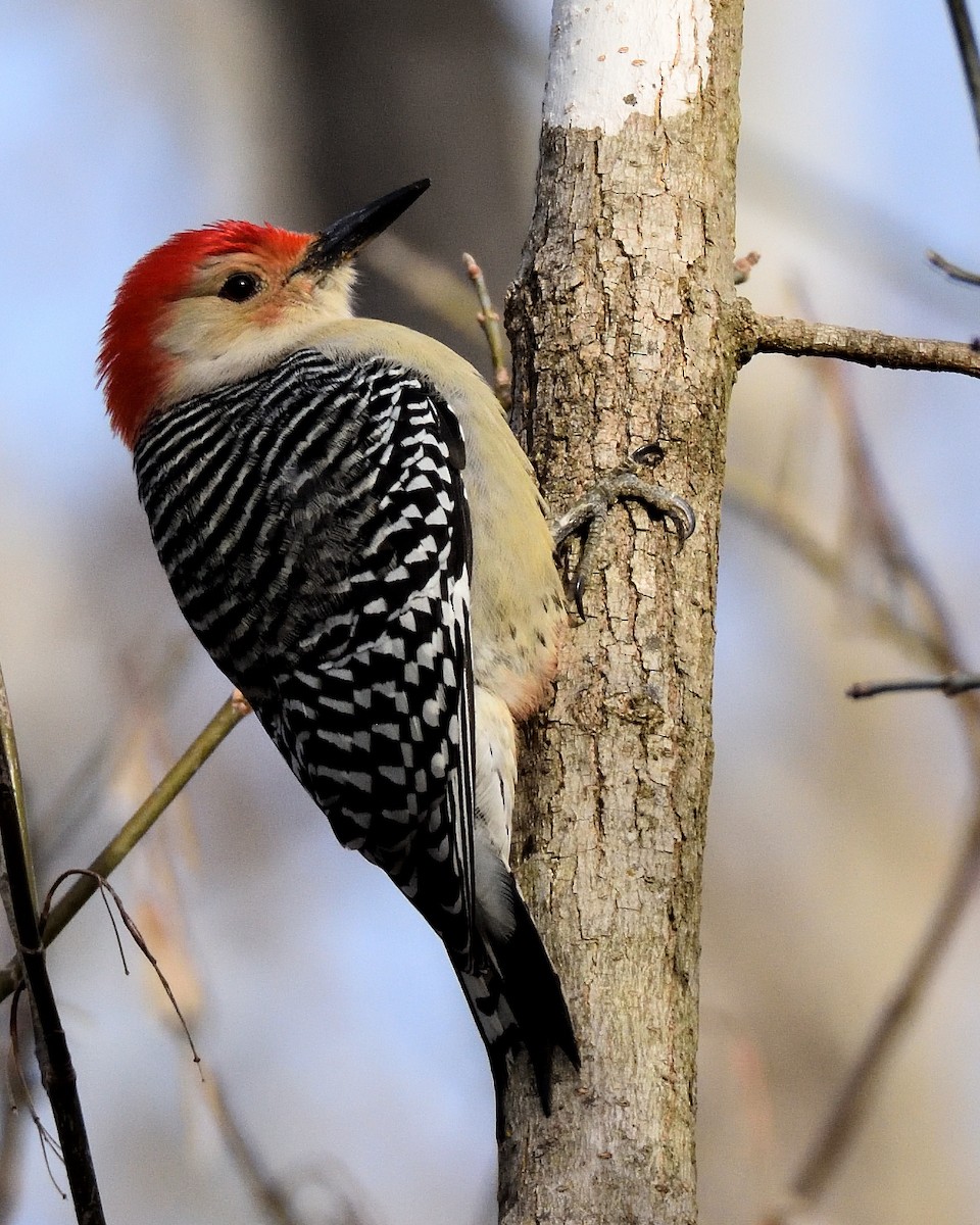 Red-bellied Woodpecker - ML627621794