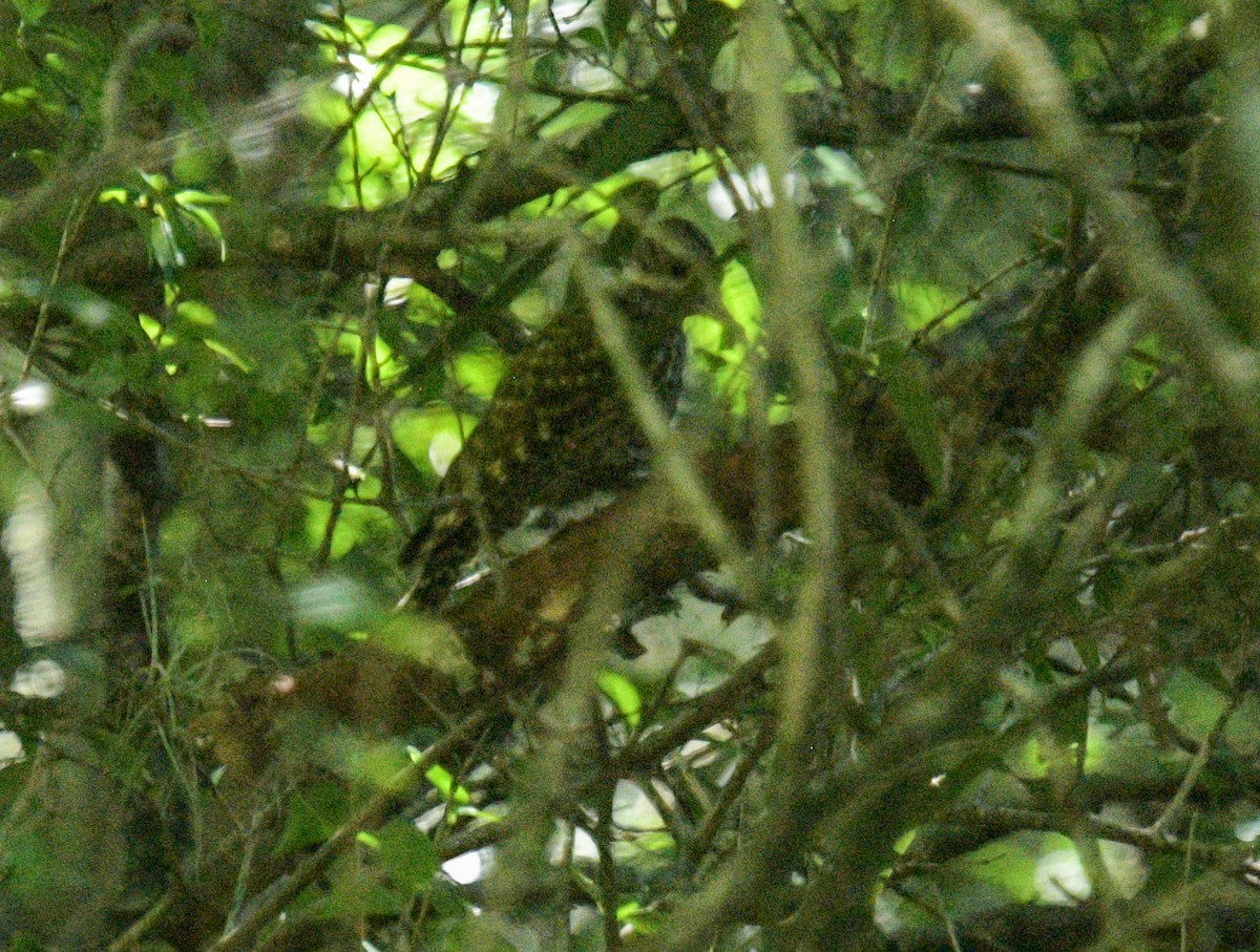 White-spotted Woodpecker - ML627621815