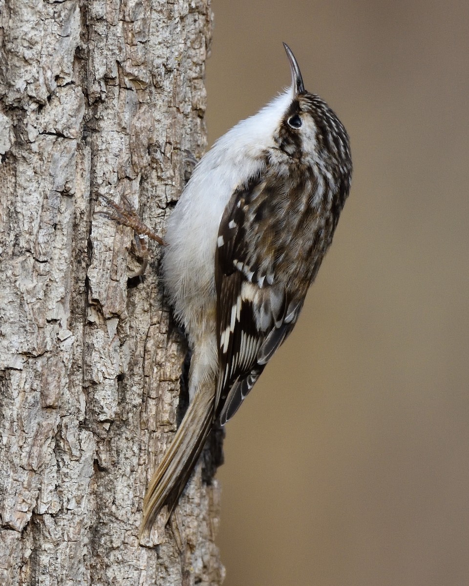 Brown Creeper - ML627621828