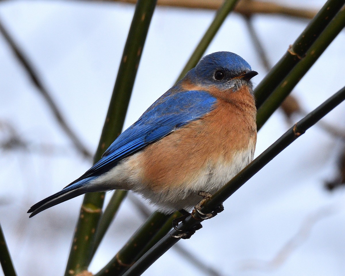 Eastern Bluebird - ML627621856