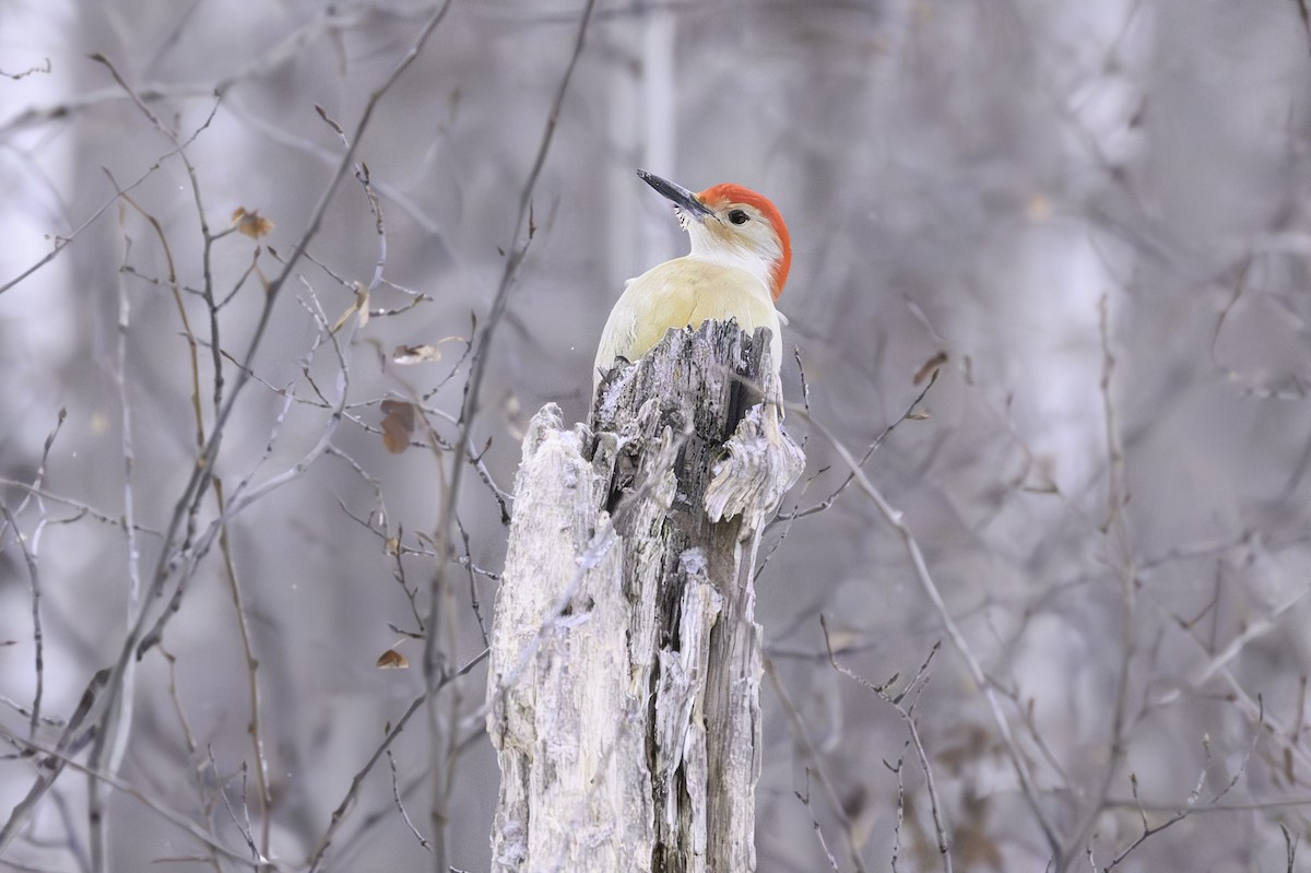 Red-bellied Woodpecker - ML627621860