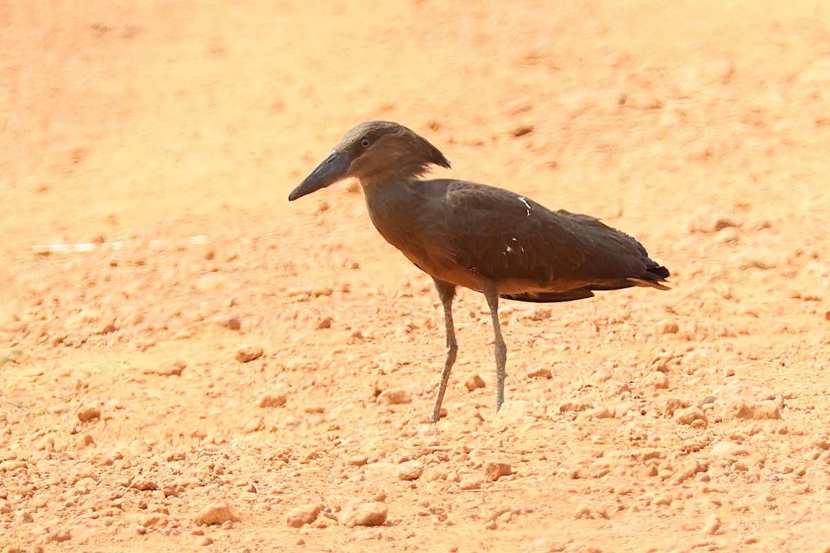 Hamerkop - ML627621886