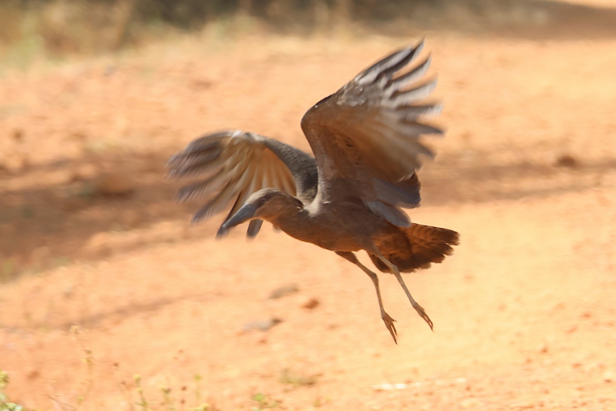 Hamerkop - ML627621887