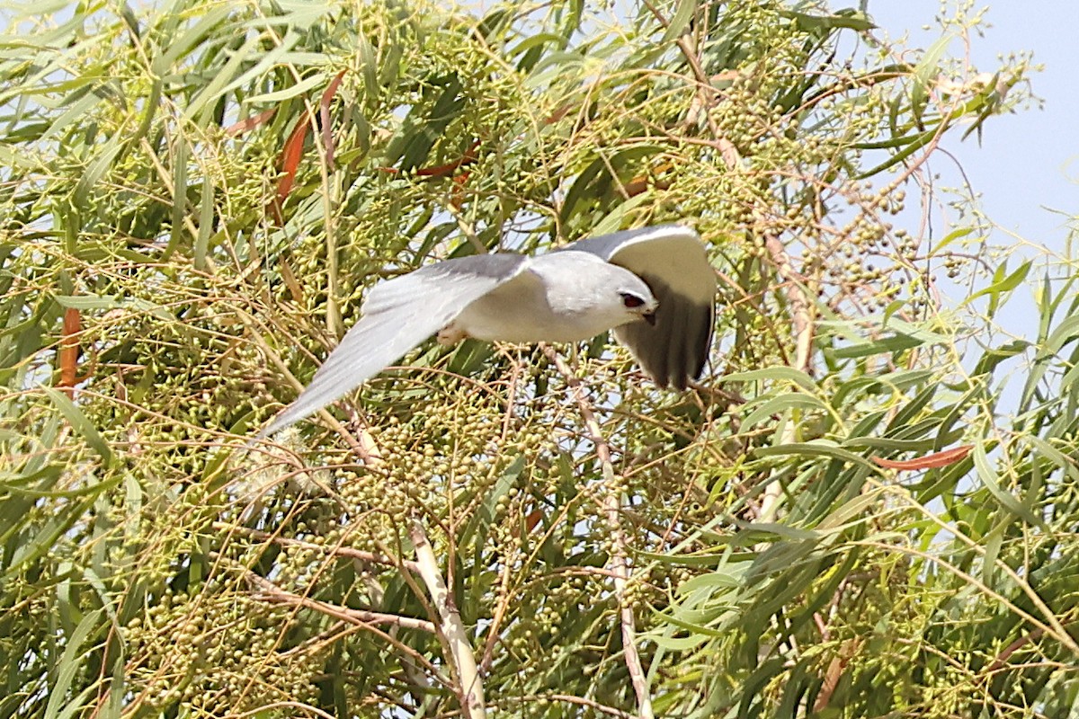 Black-winged Kite - ML627621891