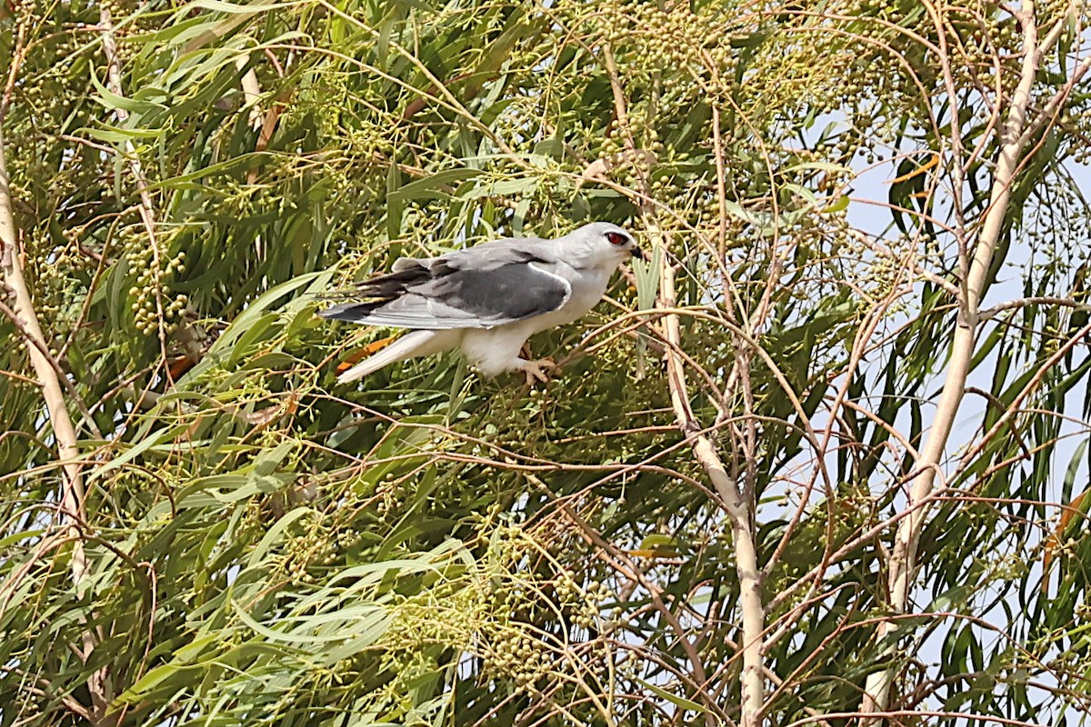 Black-winged Kite - ML627621892
