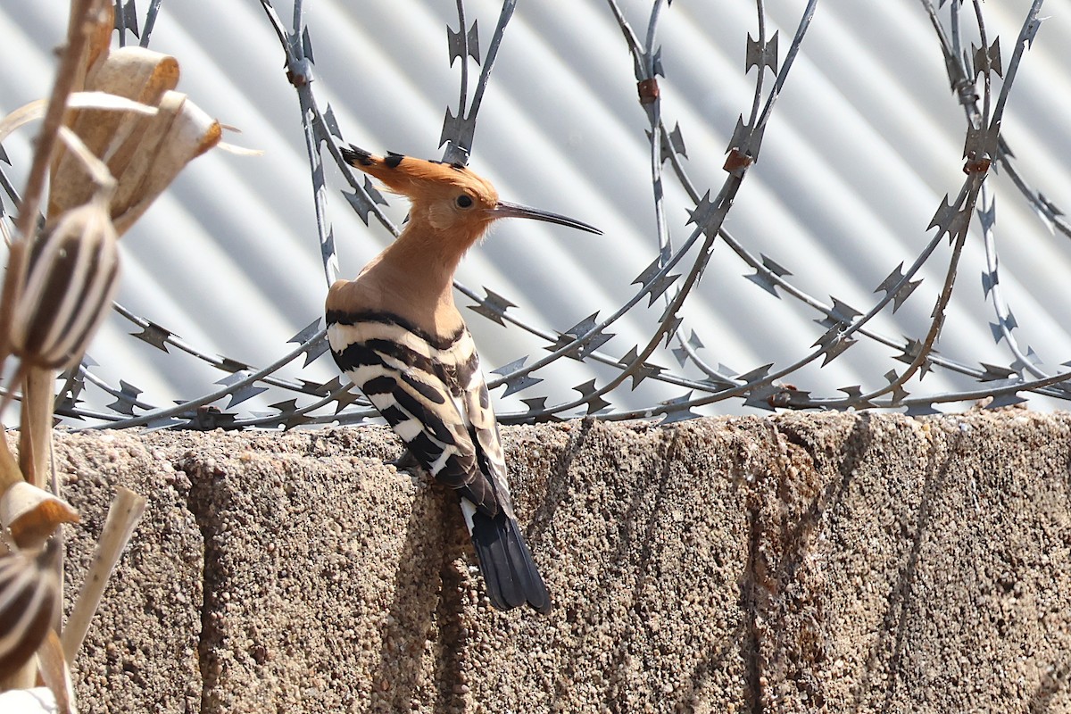 Eurasian Hoopoe - ML627621903