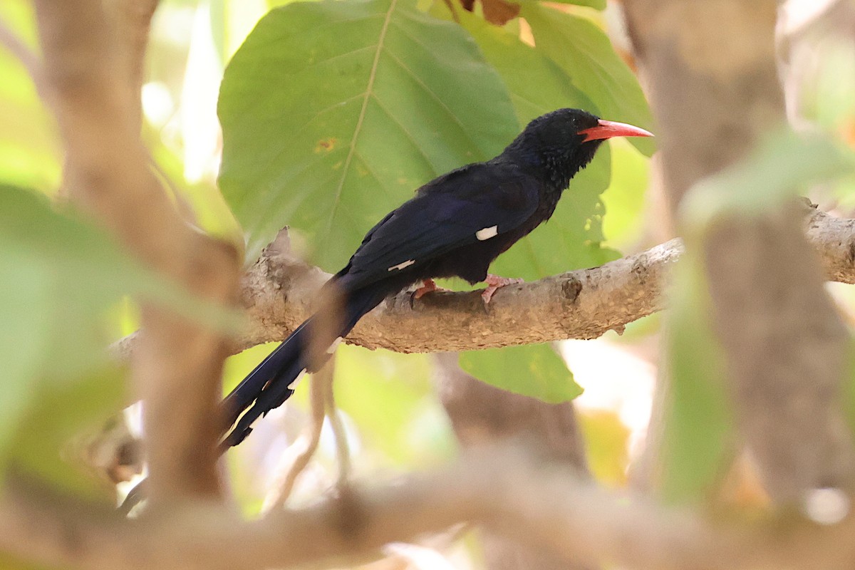 Green Woodhoopoe - ML627621906