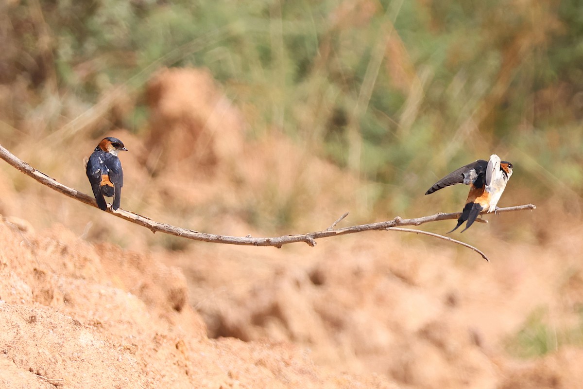 African Red-rumped Swallow - ML627621928